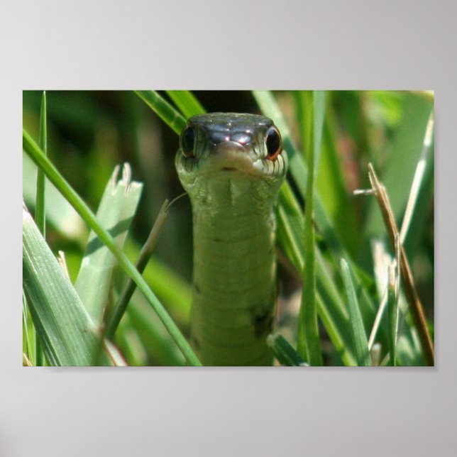 Garter Snake in Grass Poster (Framsidan)