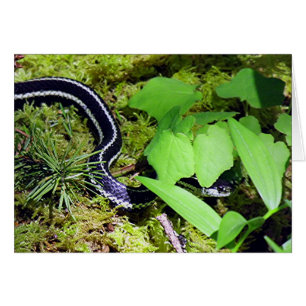 Garter Snake OBS Kort