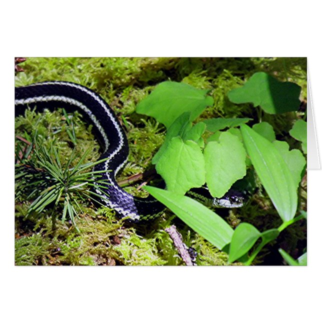 Garter Snake OBS Kort (Framsidan Horizontal)