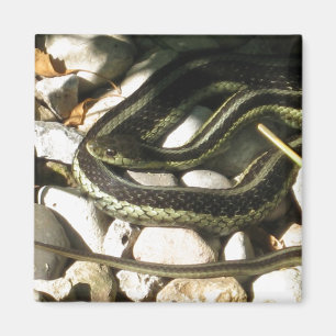 Garter Snake på Sten Magnet