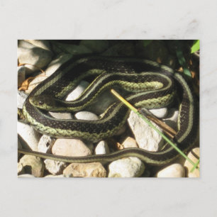 Garter Snake på Sten Vykort