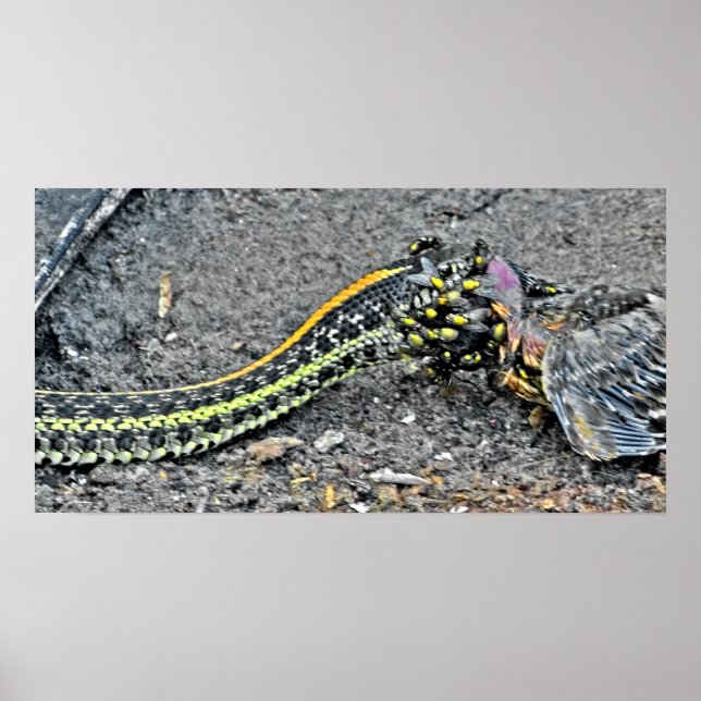 Garter Snake Poster (Framsidan)