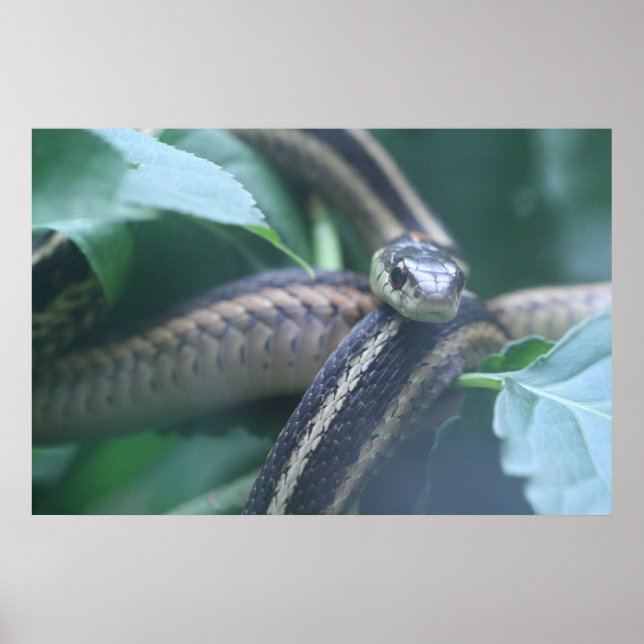 Garter Snake Poster (Framsidan)