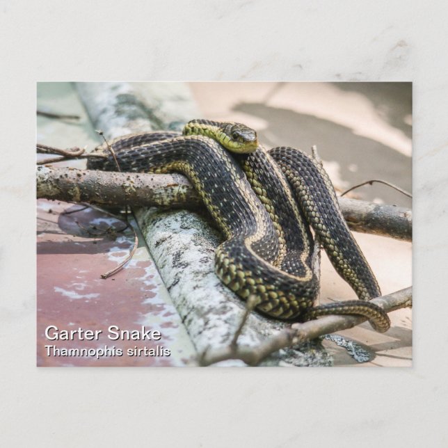 Garter Snake Vykort (Framsida)