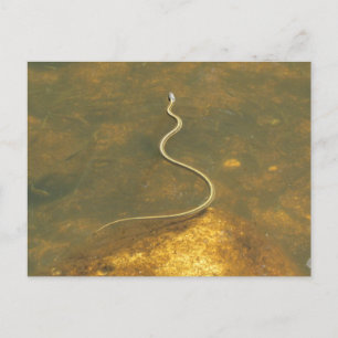 Garter Snake Vykort