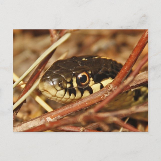 Garter Snake Vykort (Framsida)