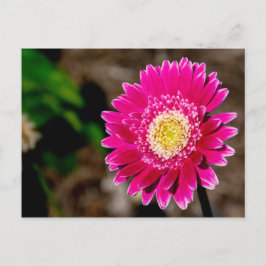 Garvinea Sweet Fiesta Gerber Daisy Meddelande Vykort