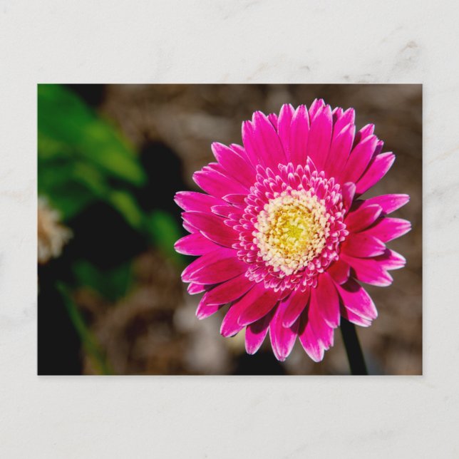 Garvinea Sweet Fiesta Gerber Daisy Meddelande Vykort (Framsida)