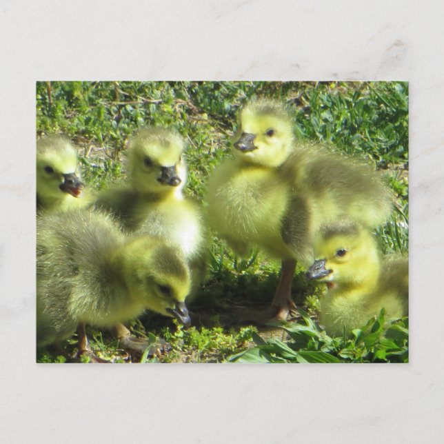 Gås Familj Vykort (Framsida)