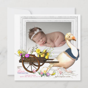 Gås med meddelande för äggfotofödelse inbjudningar