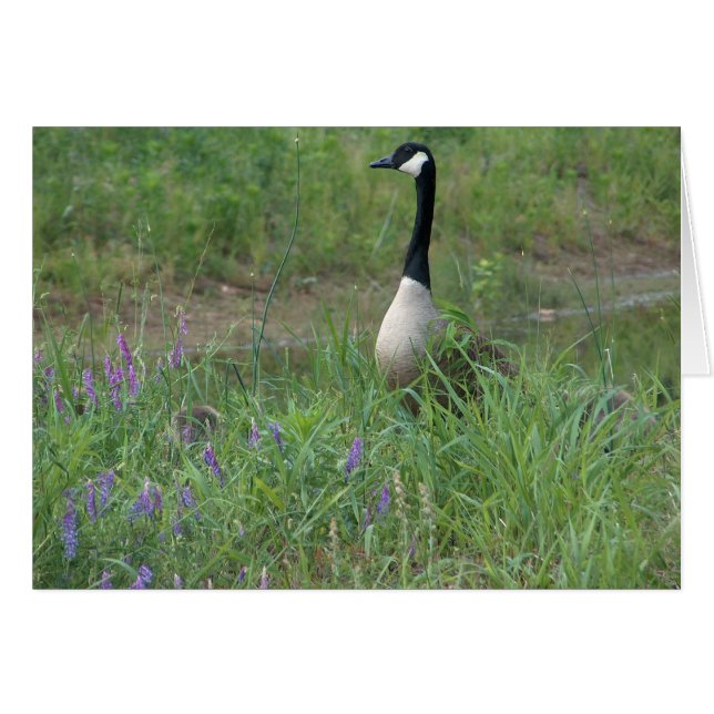 Gås med nederlagGoslings Hälsningskort (Framsidan Horizontal)