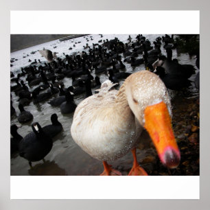 Gås och Coots Poster