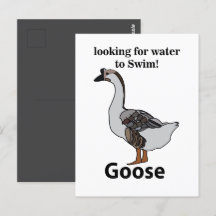 Gåse Tittar för Vatten till Simma afrikansk gås