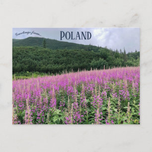 Gąsienicowa Valley Zakopane Polen Vykort