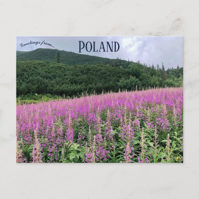 Gąsienicowa Valley Zakopane Polen Vykort (Framsida)