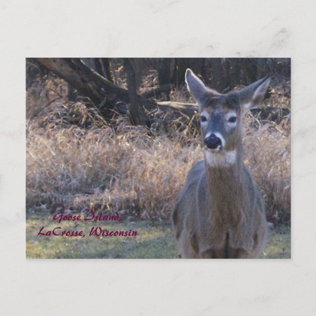 , Gåsö, LaCrosse, Wisconsin Vykort (Framsida)