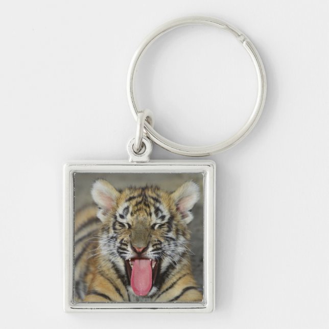 Gäspa för Bengal tiger Fyrkantig Silverfärgad Nyckelring (Framsidan)