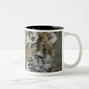 Gäspa för Bengal tiger Två-Tonad Mugg