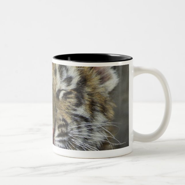 Gäspa för Bengal tiger Två-Tonad Mugg (Höger)
