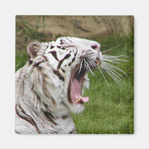 gäspa tigern magnet