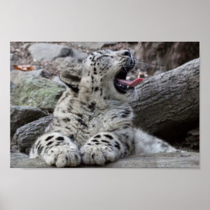 Gäspa ungen för snöLeopard Poster