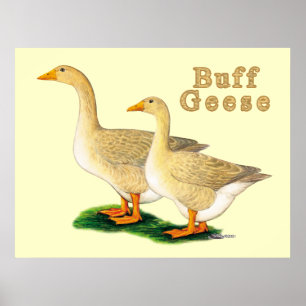 Gäss: American Buffs Poster