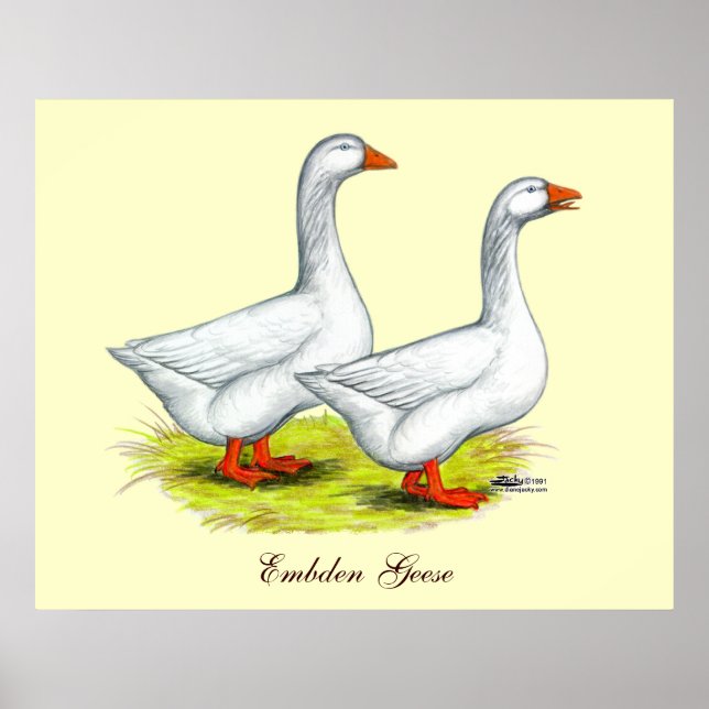 Gäss: Embden Pair Poster (Framsidan)