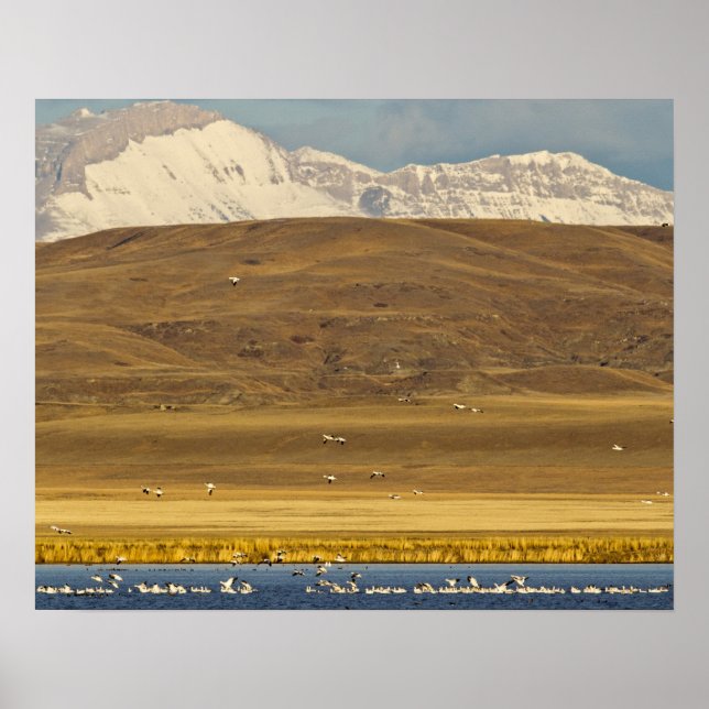 gäss från snö under migrationen från vår poster (Framsidan)