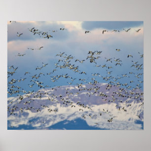 gäss från snö under migrationen från vår poster