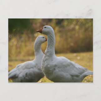 Gäss i Australien Vykort