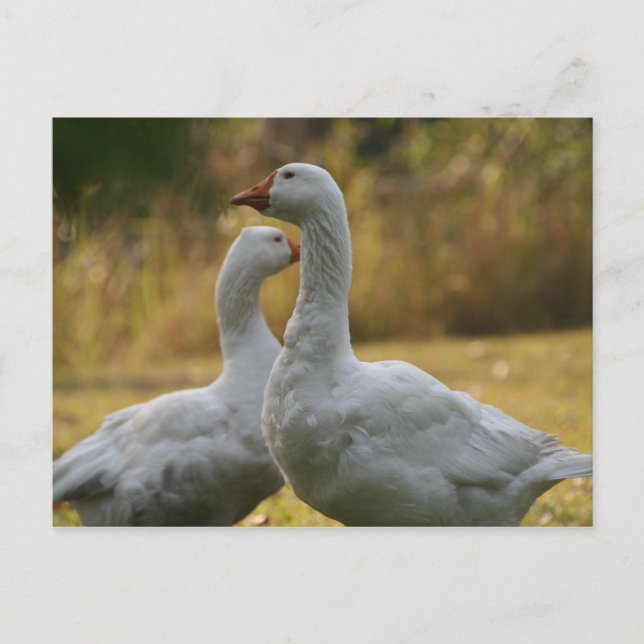 Gäss i Australien Vykort (Framsida)