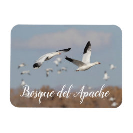 Gäss i Bosque del Apache himlar Magnet