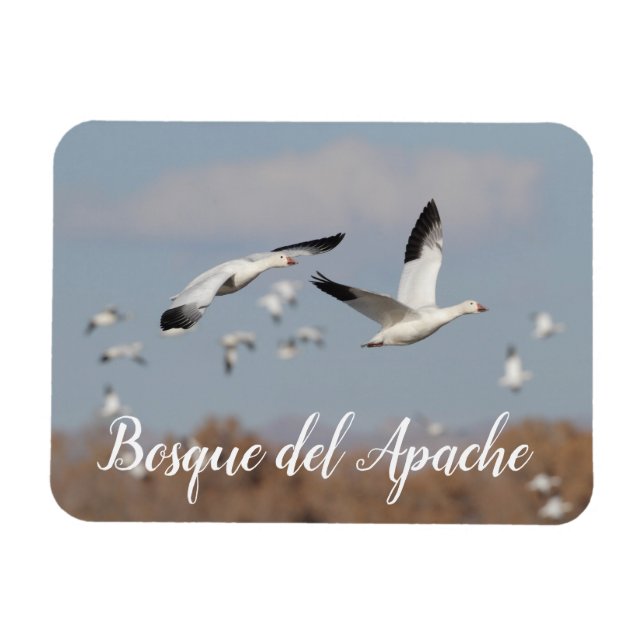 Gäss i Bosque del Apache himlar Magnet (Horisontell)