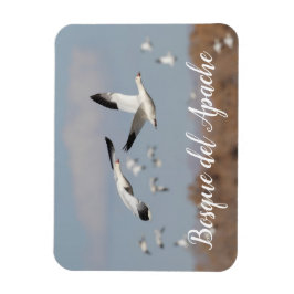 Gäss i Bosque del Apache himlar Magnet