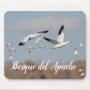 Gäss i Bosque del Apache himlar Musmatta