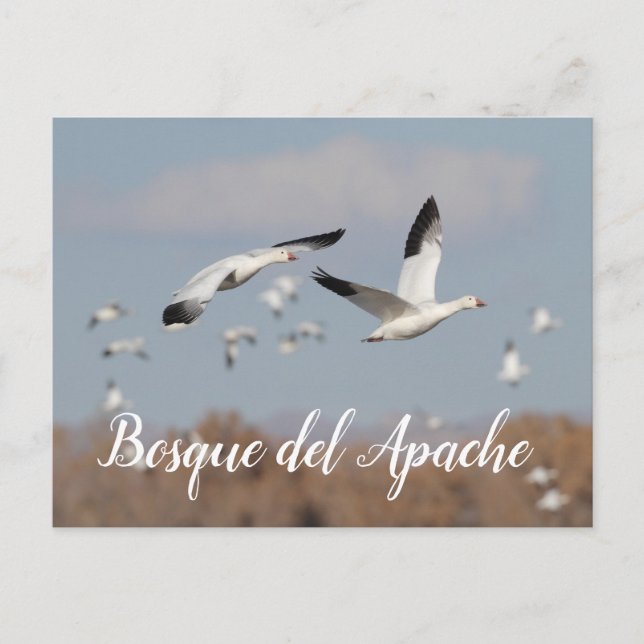 Gäss i Bosque del Apache himlar Vykort (Framsida)
