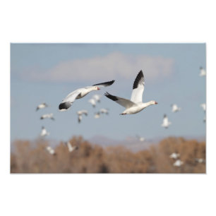 Gäss i Bosque himlar Fototryck