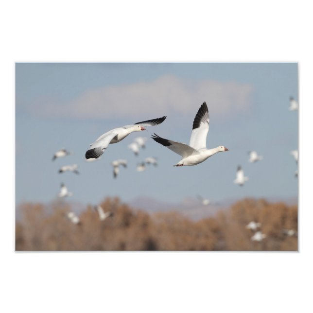 Gäss i Bosque himlar Fototryck (Framsidan)