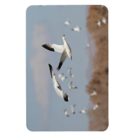 Gäss i Bosque himlar Magnet