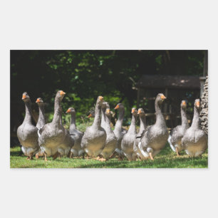 Gäss i den rektangulära dekalen Dordogne Rektangulärt Klistermärke