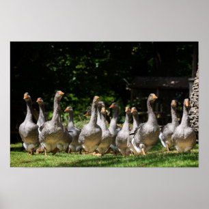 Gäss i det Dordogne affischtrycket Poster