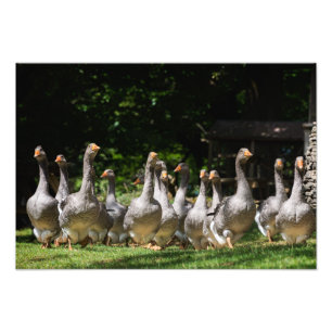 Gäss i det Dordogne fototrycket Fototryck