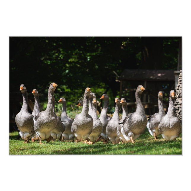 Gäss i Dordogne-fotoutskriften Fototryck (Framsidan)