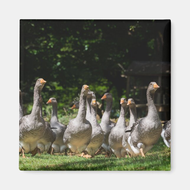 Gäss i Dordogne-magnet Magnet (Framsidan)