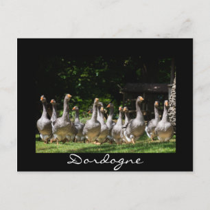Gäss i Dordognes svarta vykort