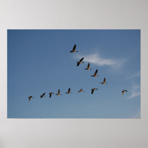 Gäss i flygtryck poster
