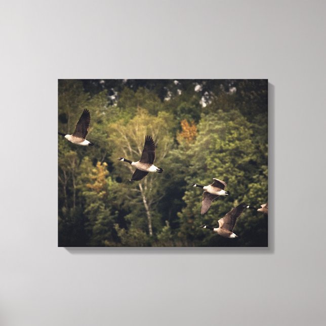 Gäss i flykt 14" x 11", 1.5", Enkel Canvastryck (Framsida)