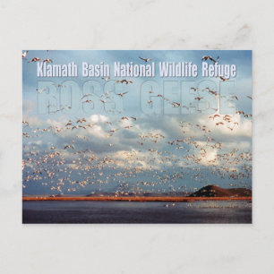 Gäss i Klamath Basin National Wildlife Refuge Vykort