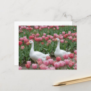 Gäss i Rosa Wildbloms Meadow Lover Vykort