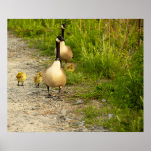 Gäss med Goslings Poster